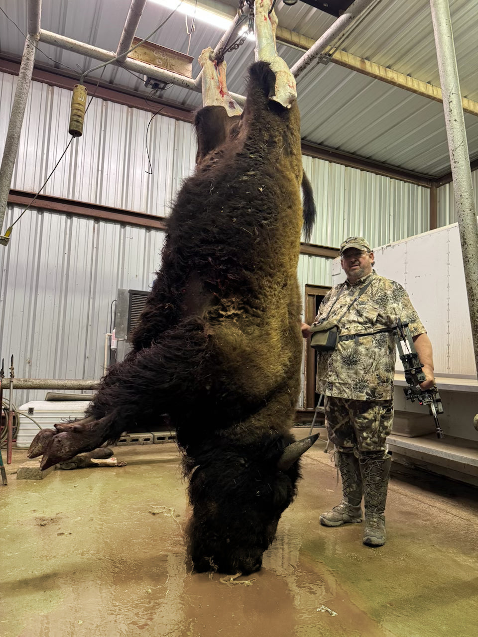 A large bison hangs upside down from a hook in a processing facility, while a camo-clad individual stands nearby with equipment.